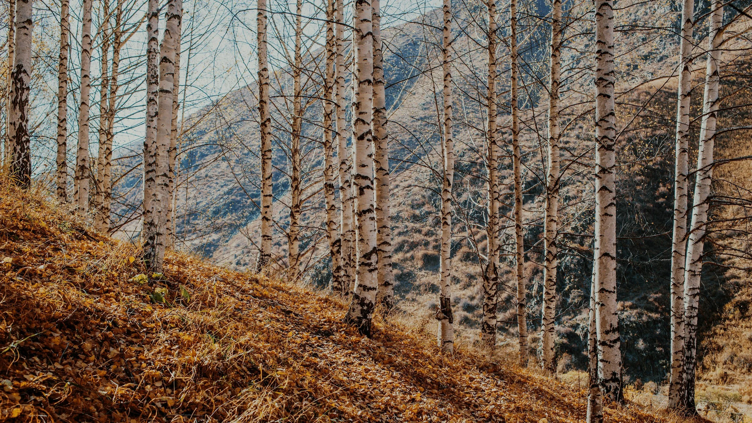 Birch Sap: The Elixir of Renewal and Change