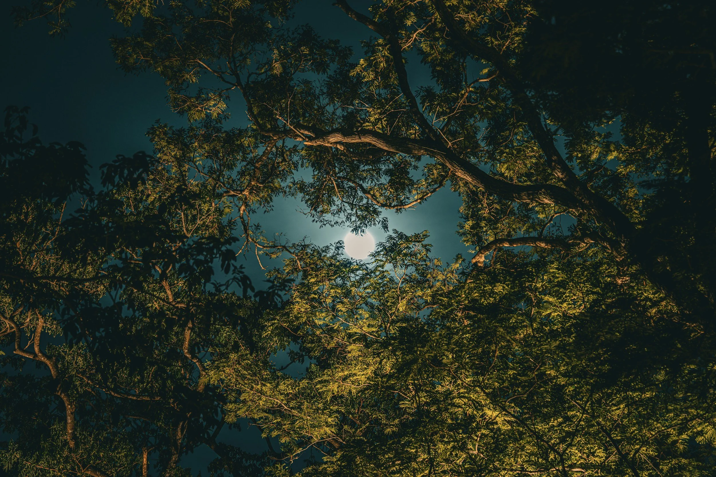Animism (Modern Revival): The World Alive with Spirit