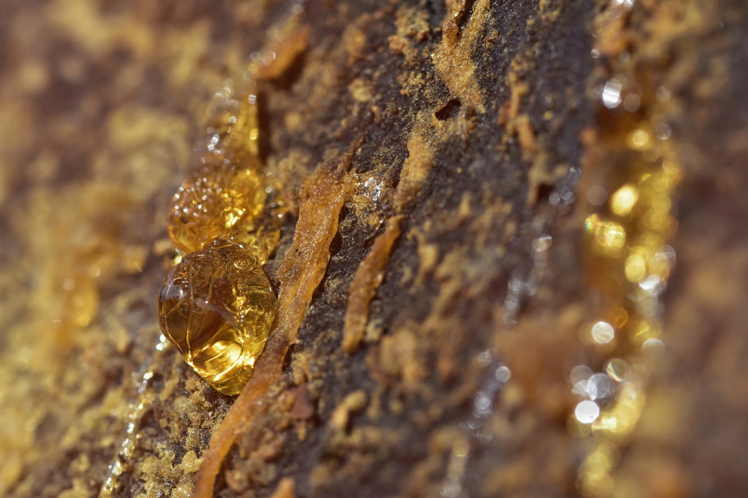 Resins, Balsams and Saps — Side Notes