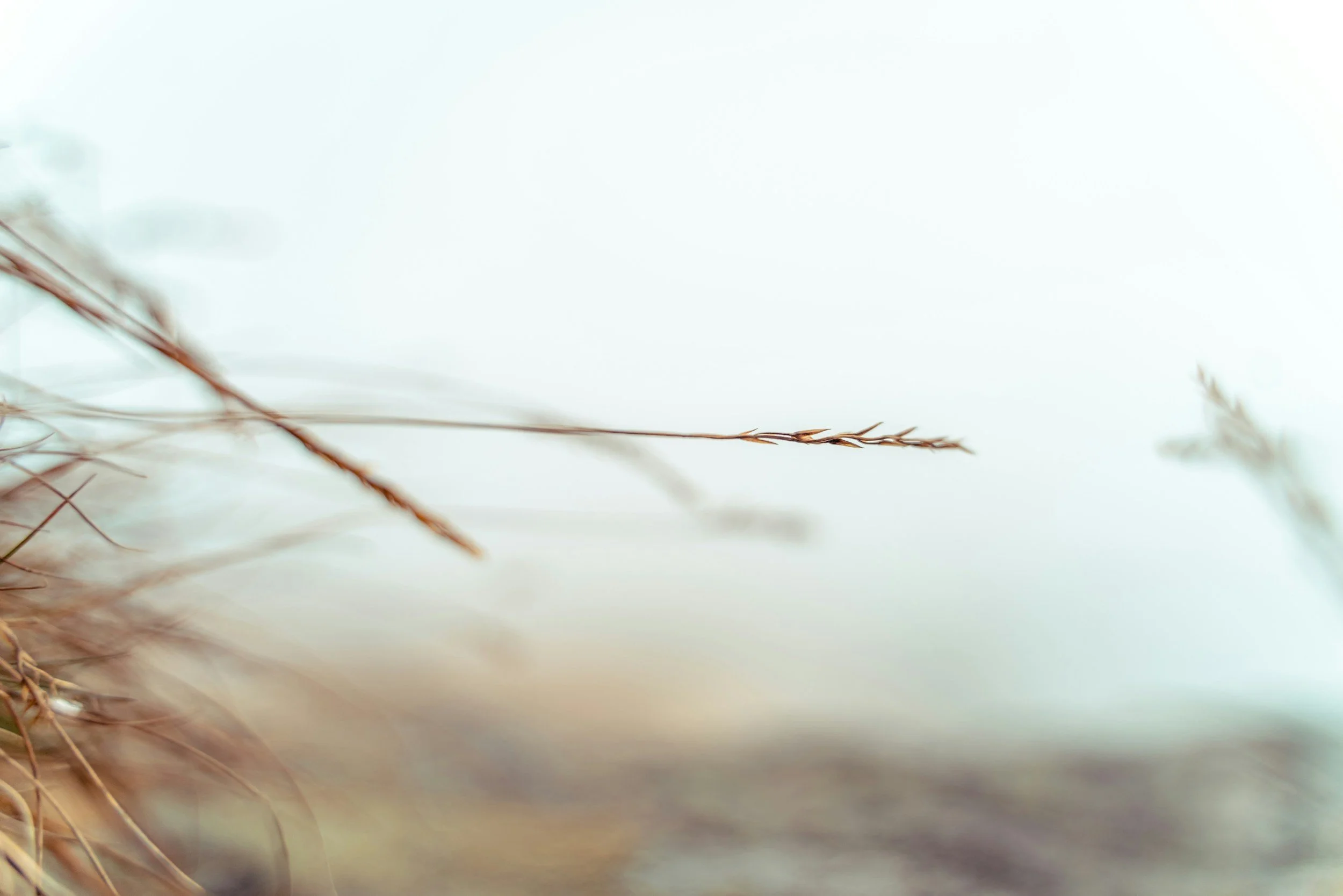single grain among the grass
