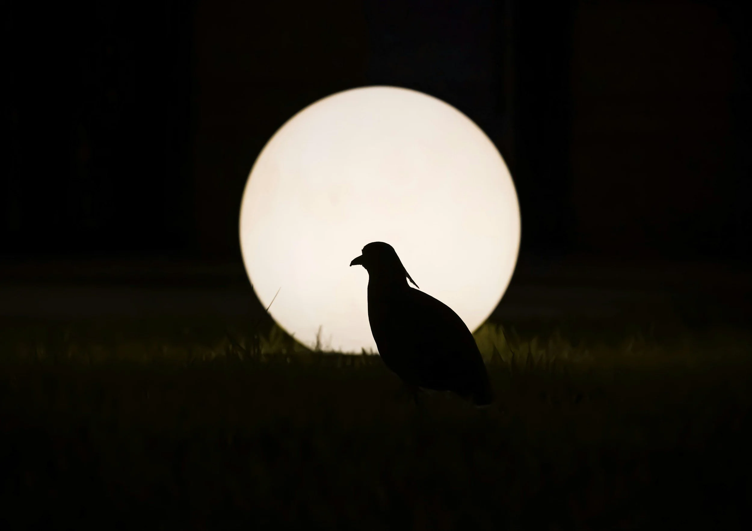 Silhouette of a bird standing on the ground in front of a large illuminated moon at night.