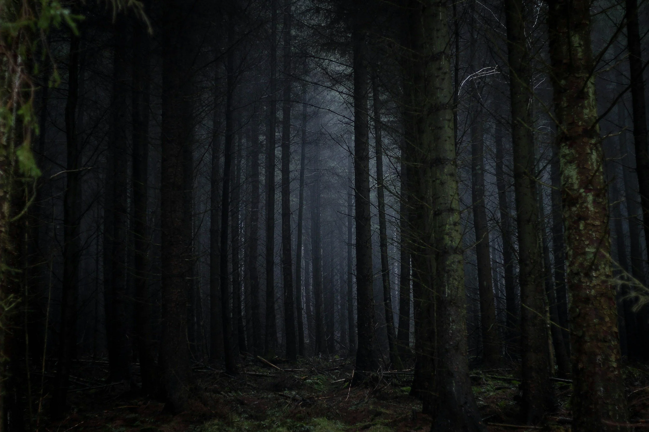 Dark, dense forest with tall trees and limited light filtering through