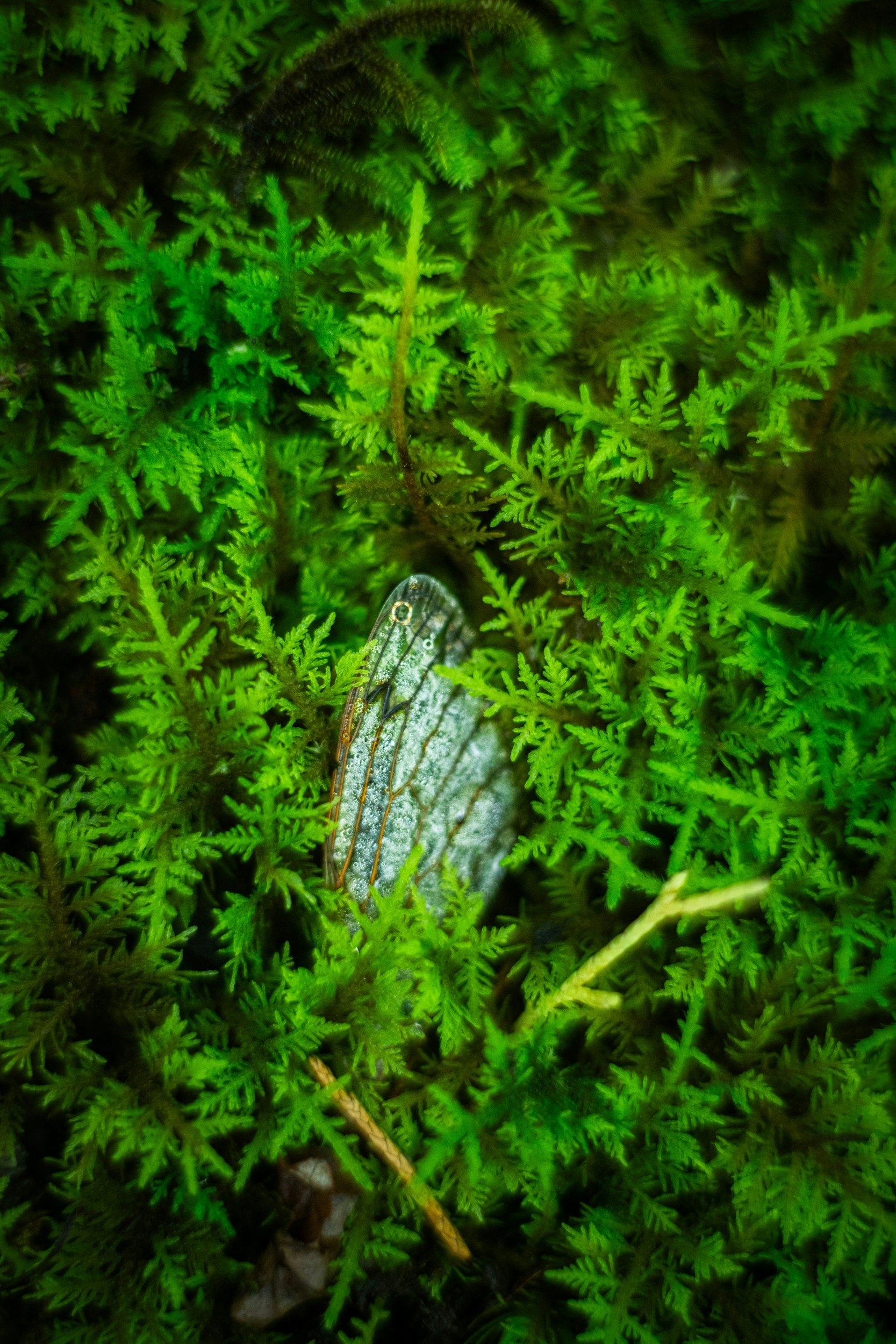 fairy wing