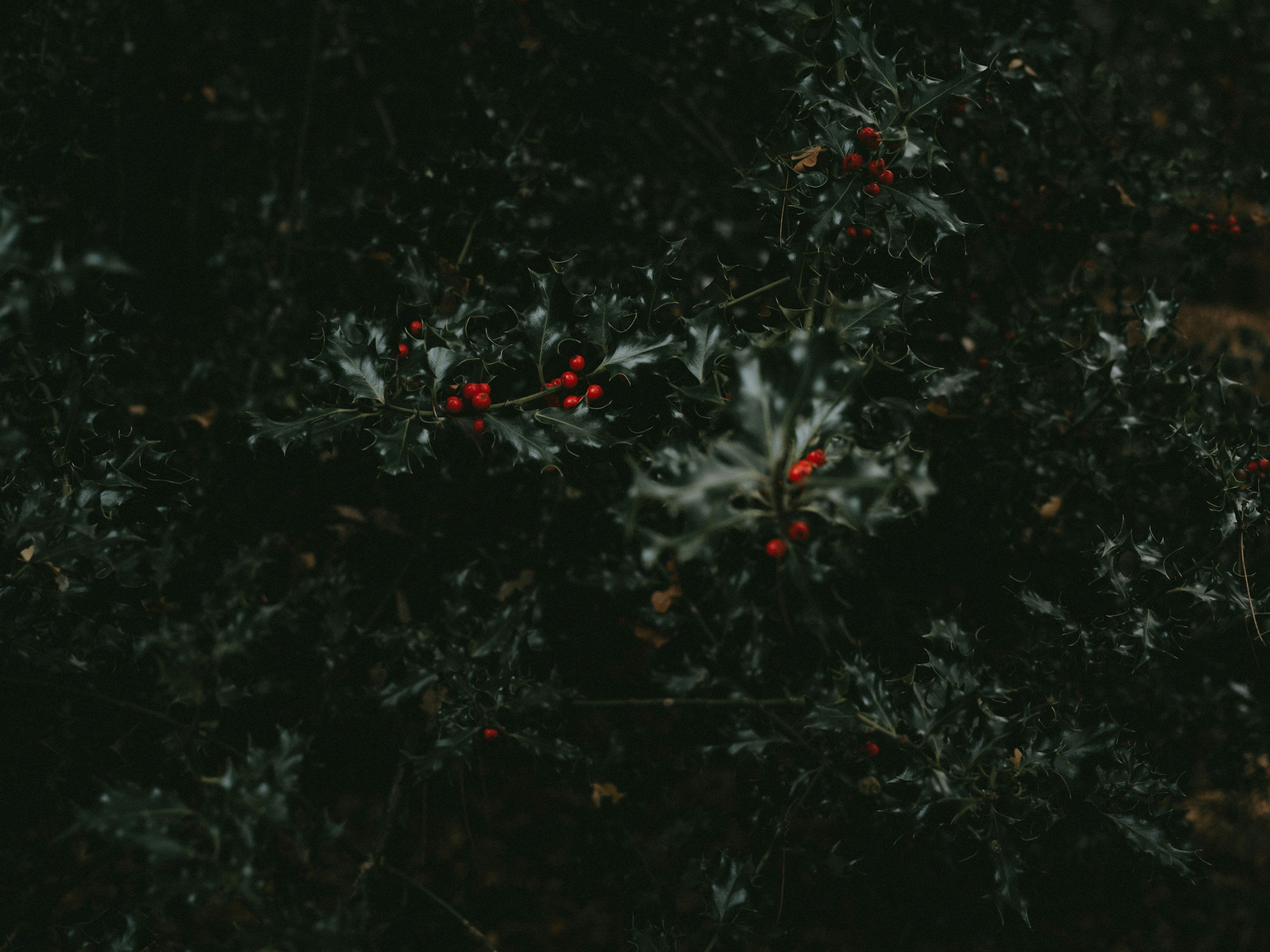 Dark holly leaves with clusters of red berries.