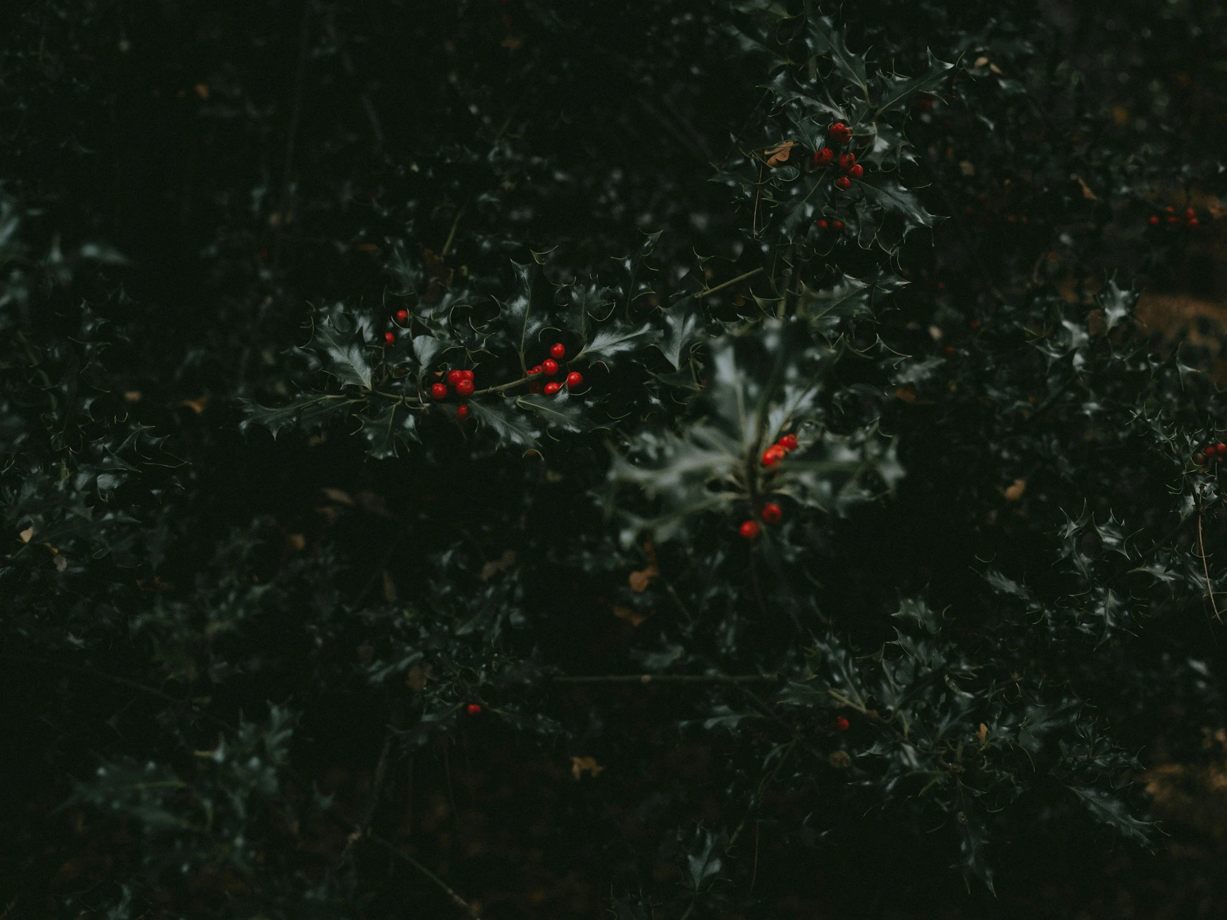 Dark holly leaves with red berries in a close-up shot.