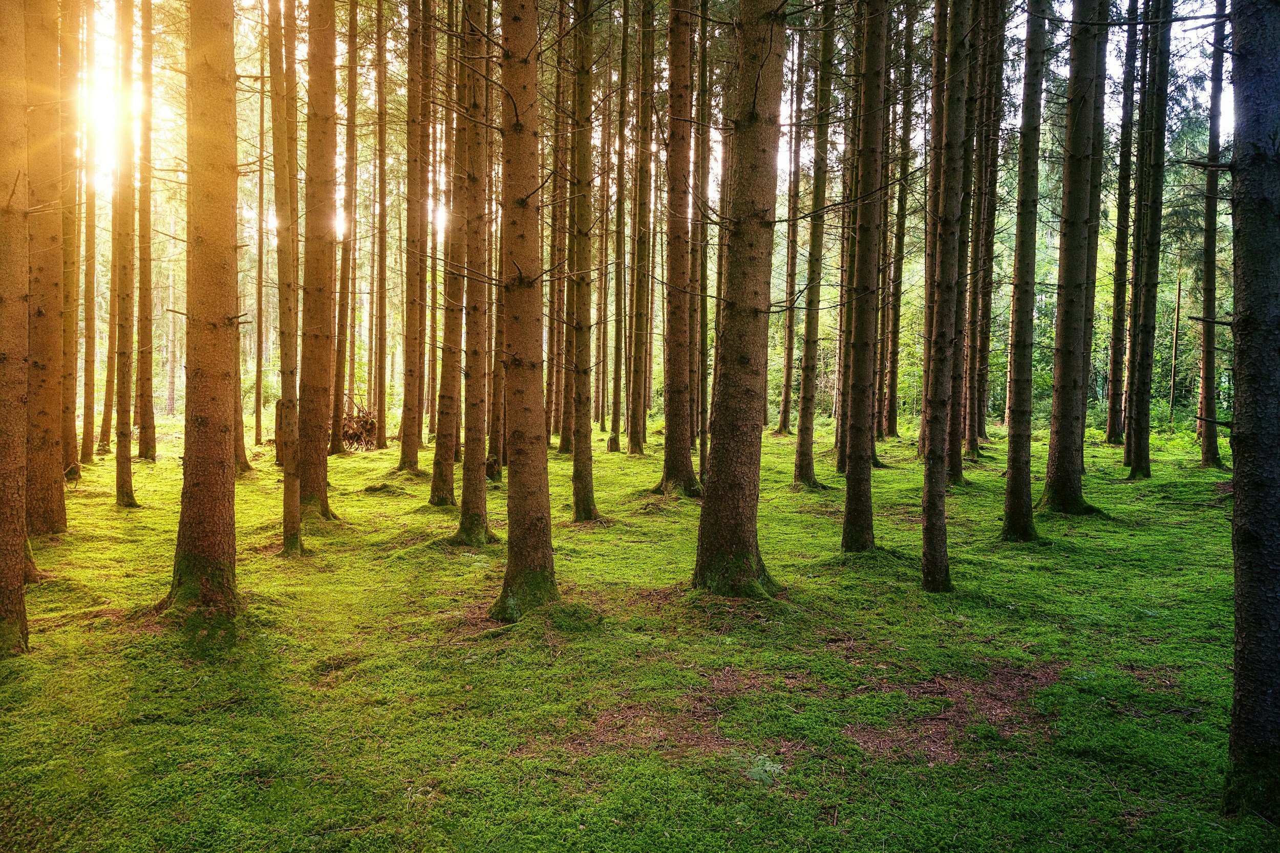 Sunlight filters through tall, straight trees in a green forest with mossy ground.