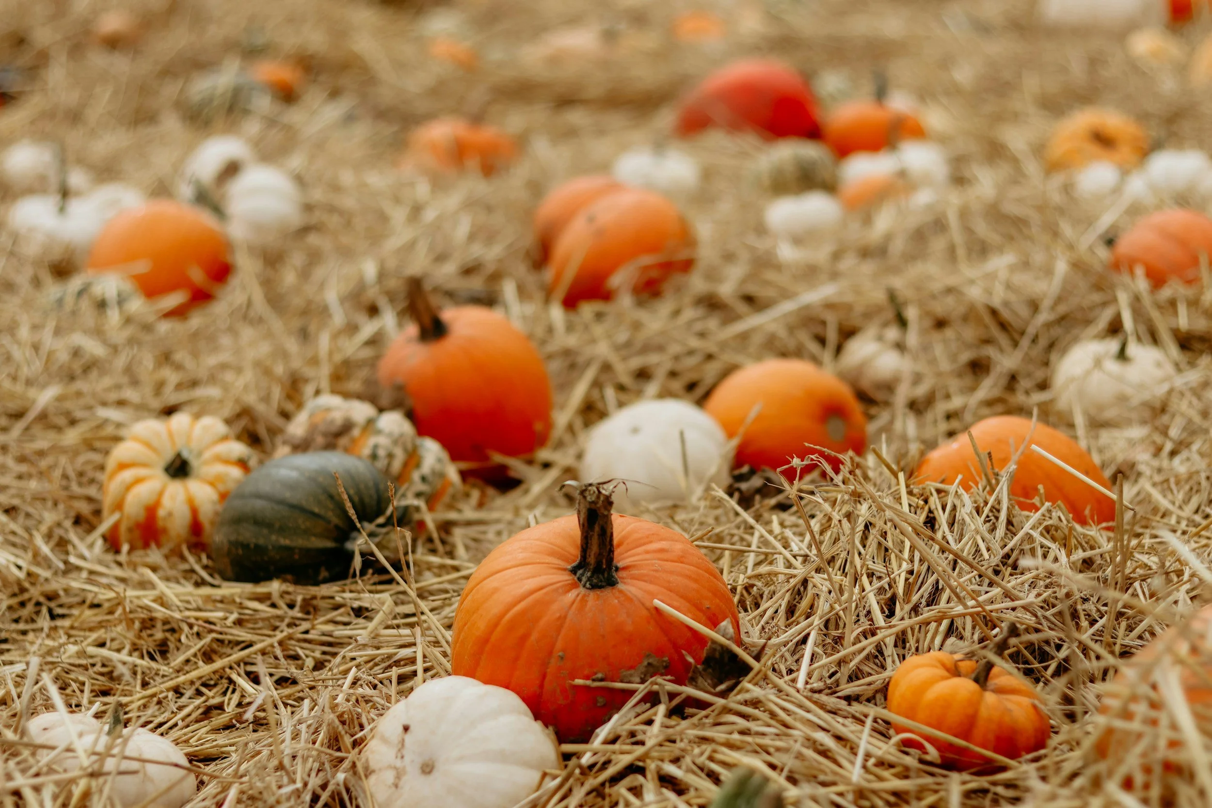 Mabon: The Autumn Equinox, Harvest Balance, and the Gathering Dark