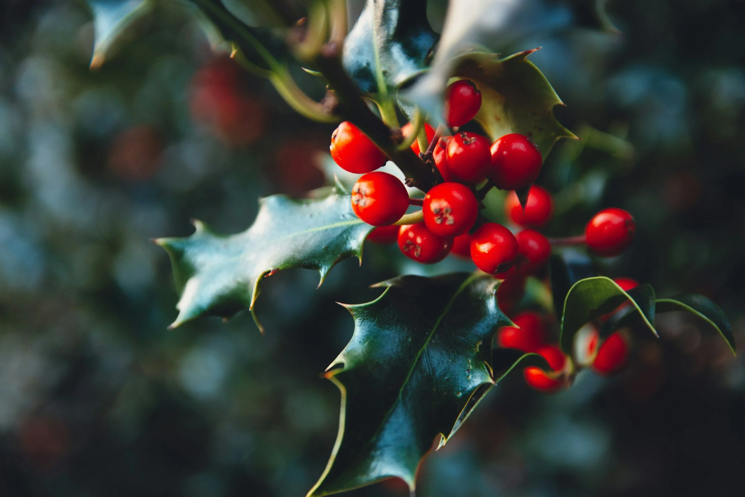 Evergreens, Wreaths &amp; the Living Symbols of Yule