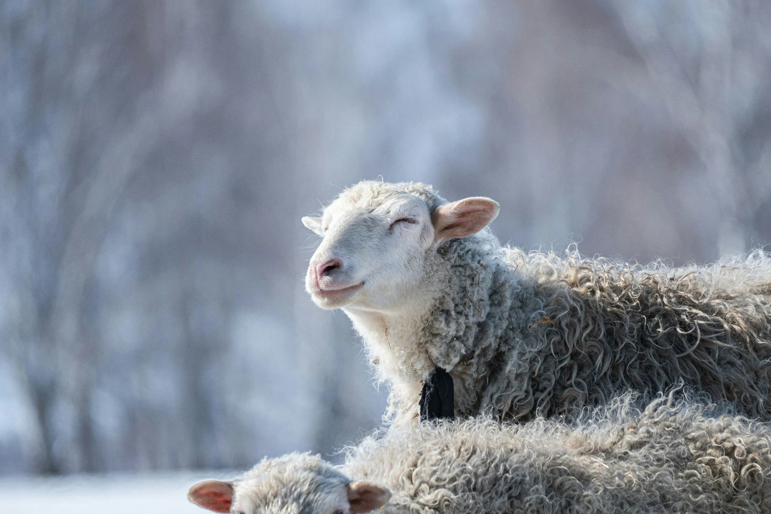 Milk, Lambs &amp; Early Spring Omens: Reading the Land at Imbolc