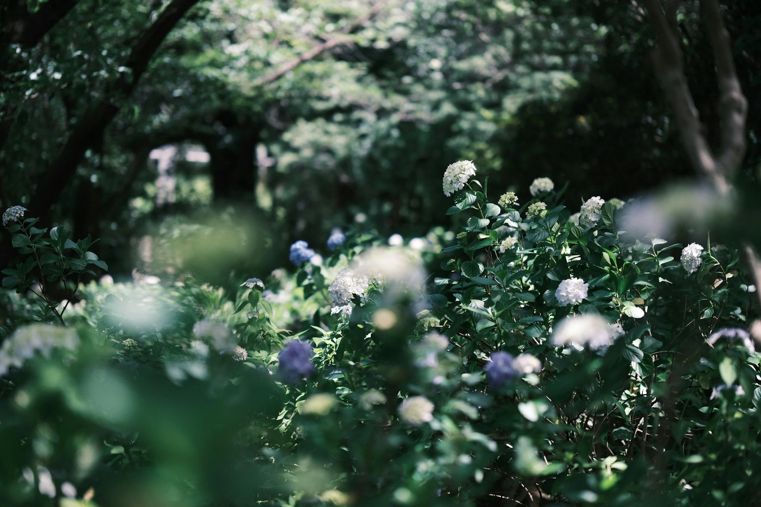 Herbs, Blooms &amp; Summer Abundance: The Green Pharmacy of Midsummer