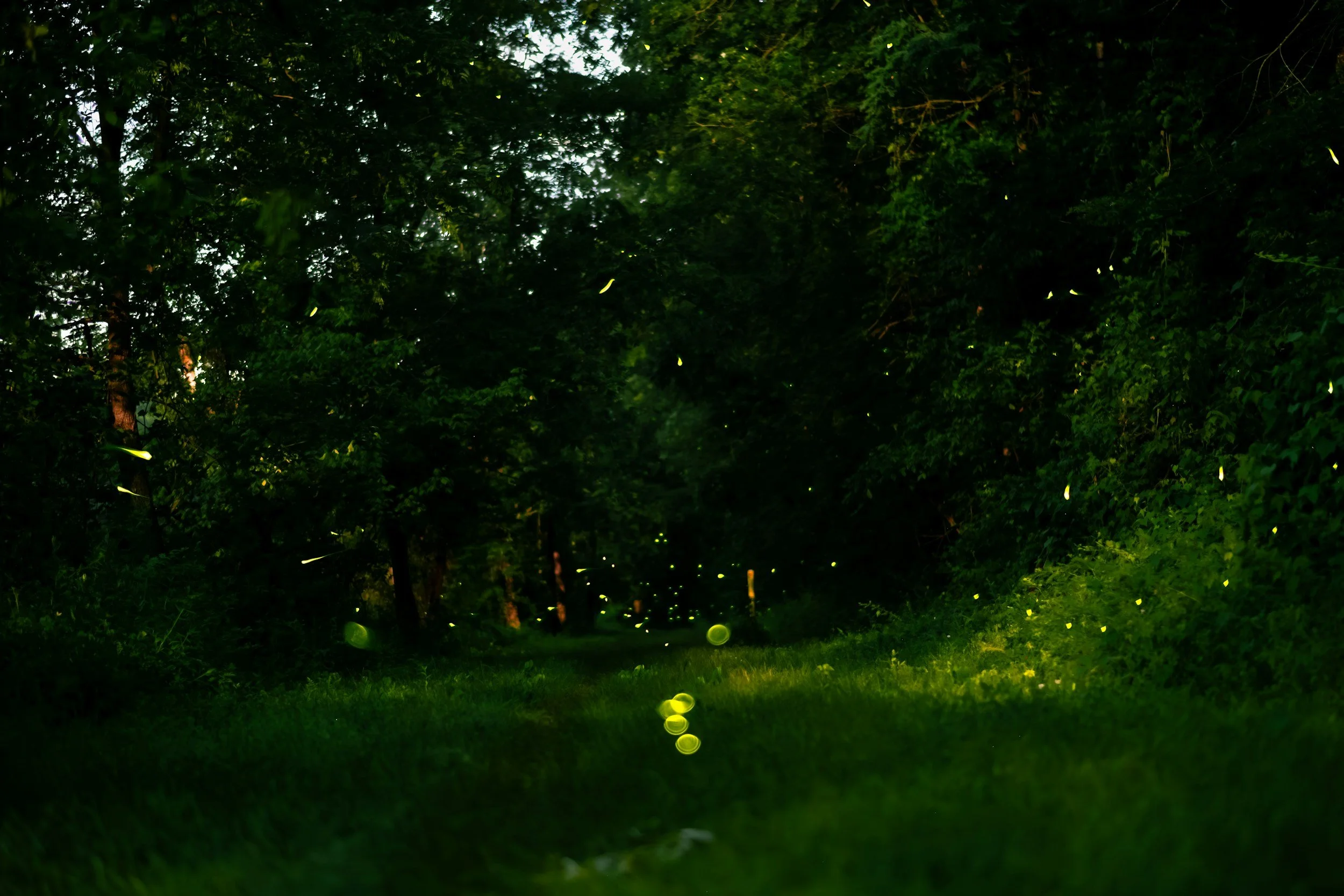 Fae, Forests &amp; Midsummer Magic: What Shakespeare Knew and the Folk Remembered