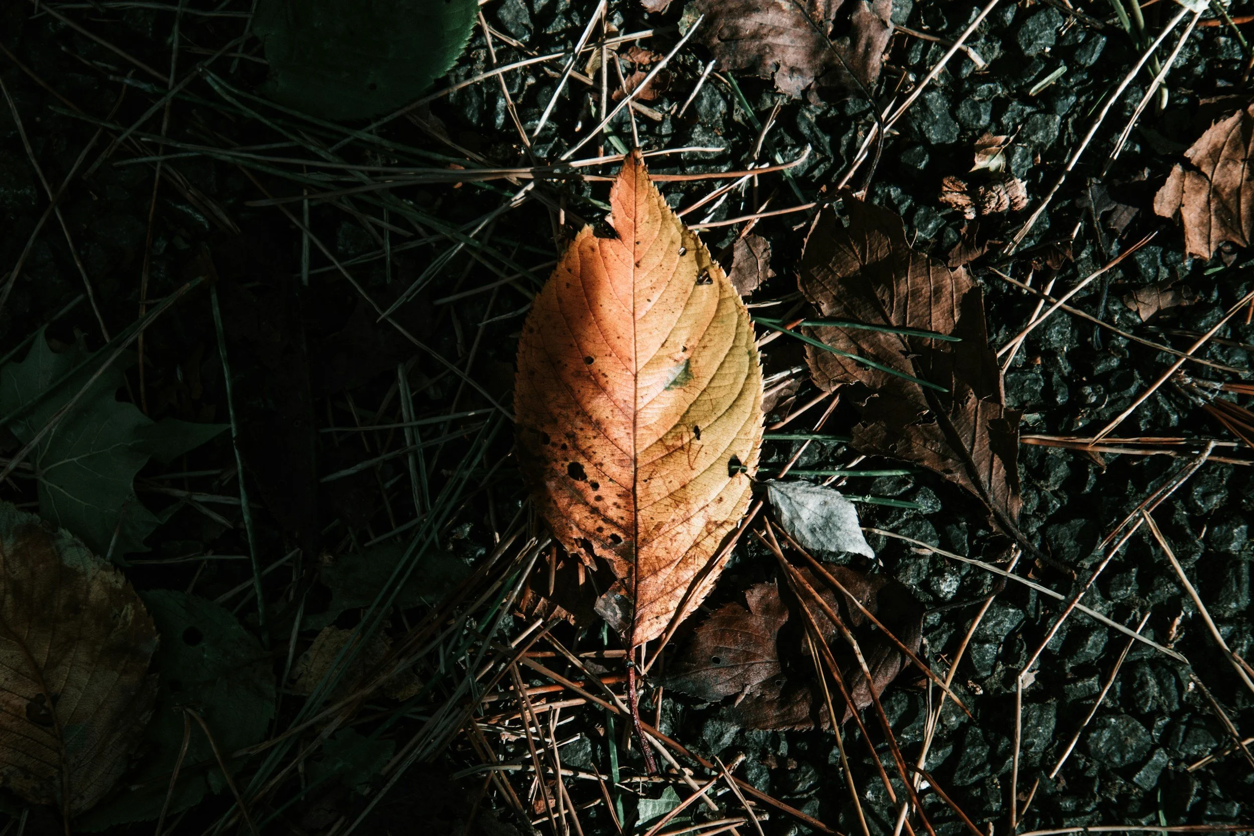 Balance, Equinox &amp; Seasonal Turning: The Scales That Never Stay Still