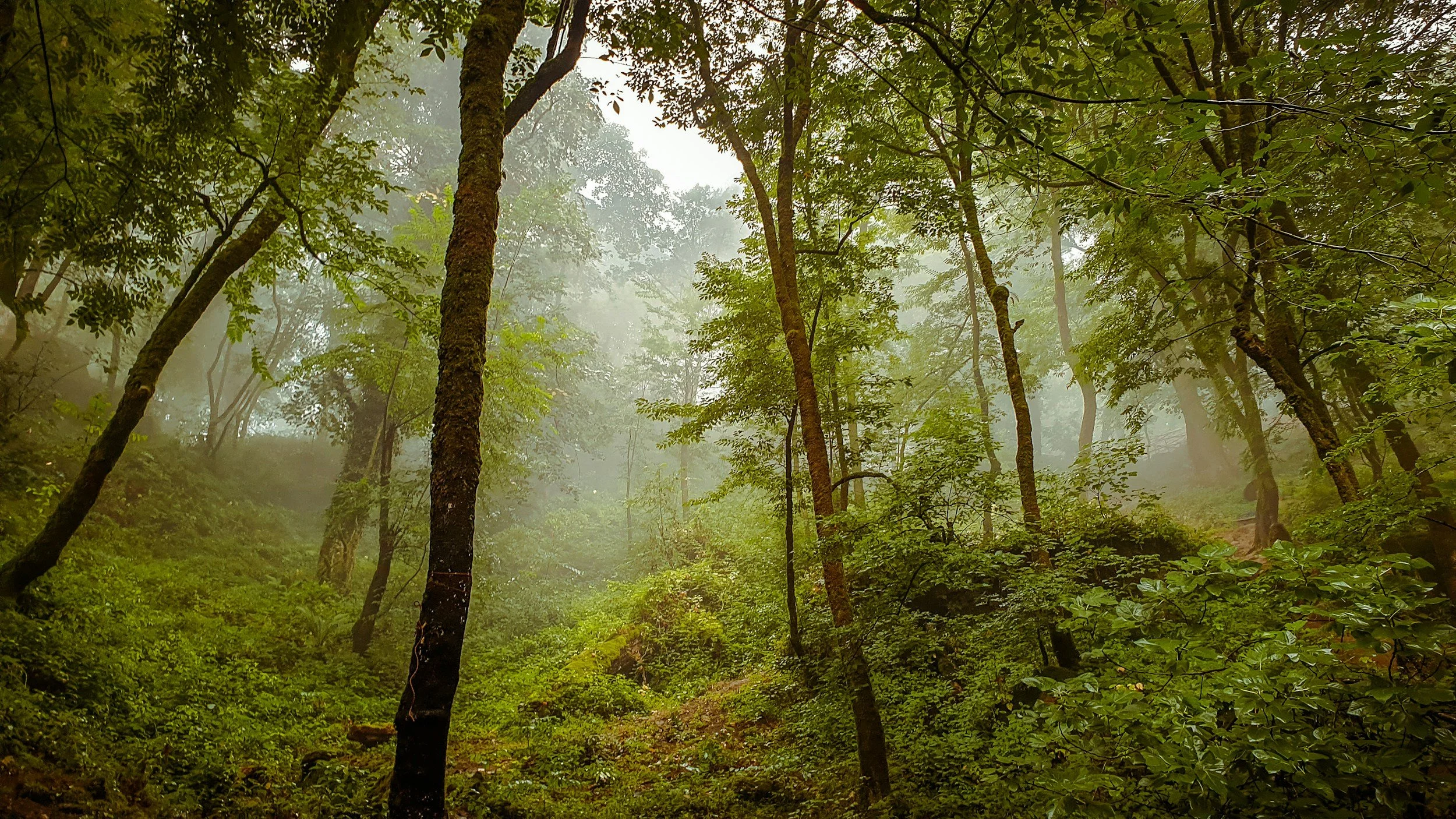 Hoia Baciu Forest: The Forest That Watches Back