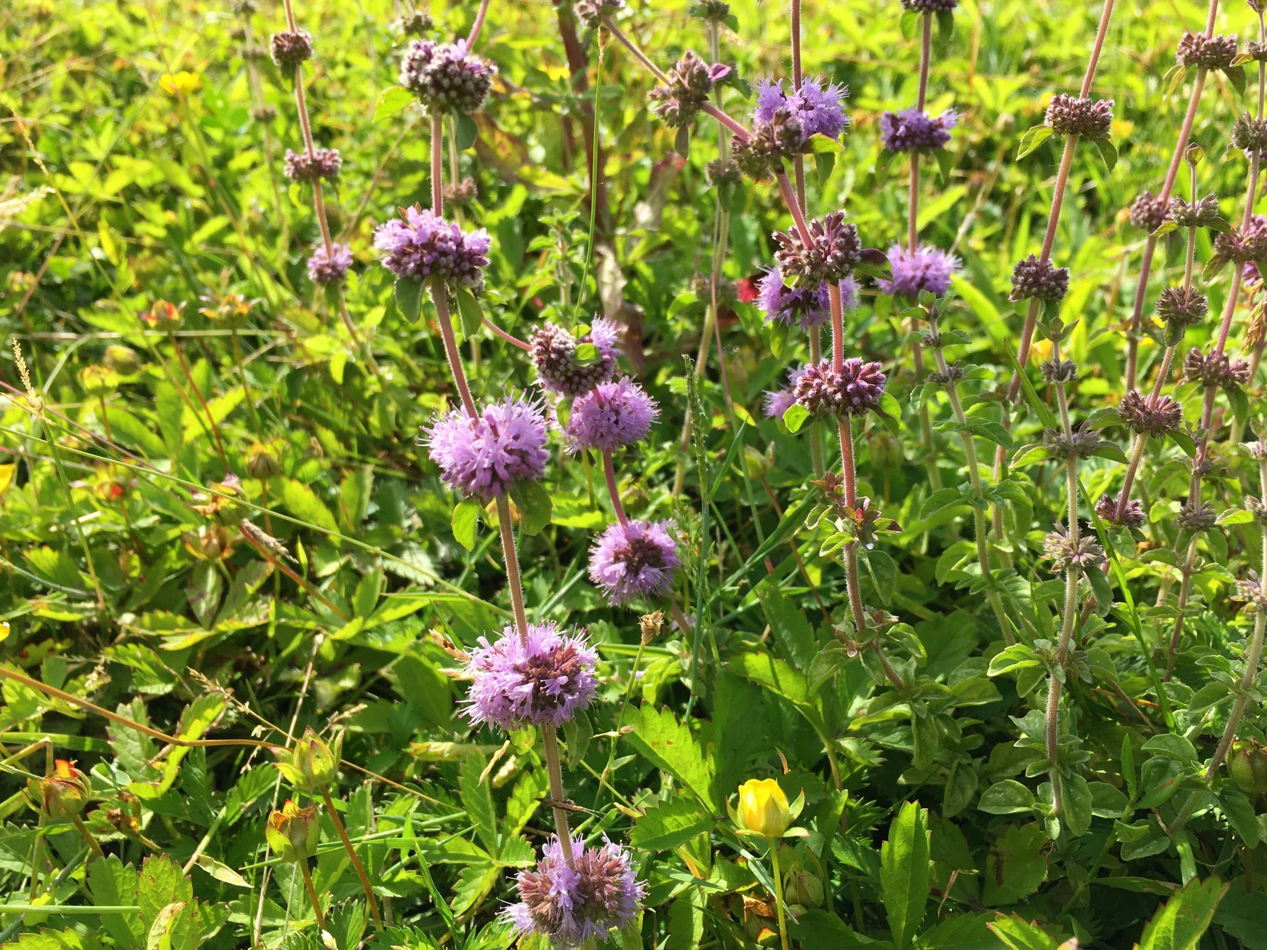 Pennyroyal: The Banisher’s Green Flame