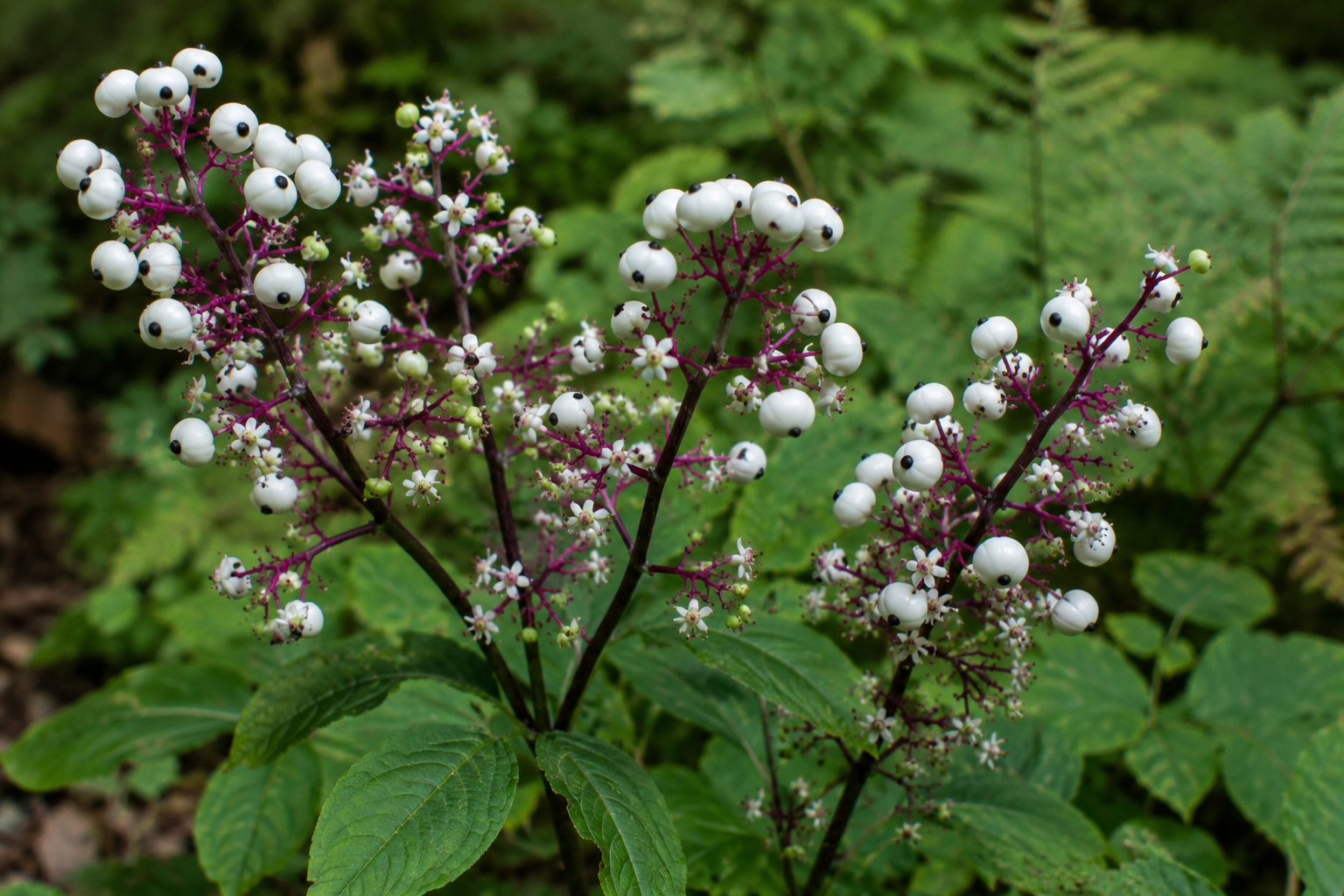 Baneberry: The Plant That Grows Its Own Eyes