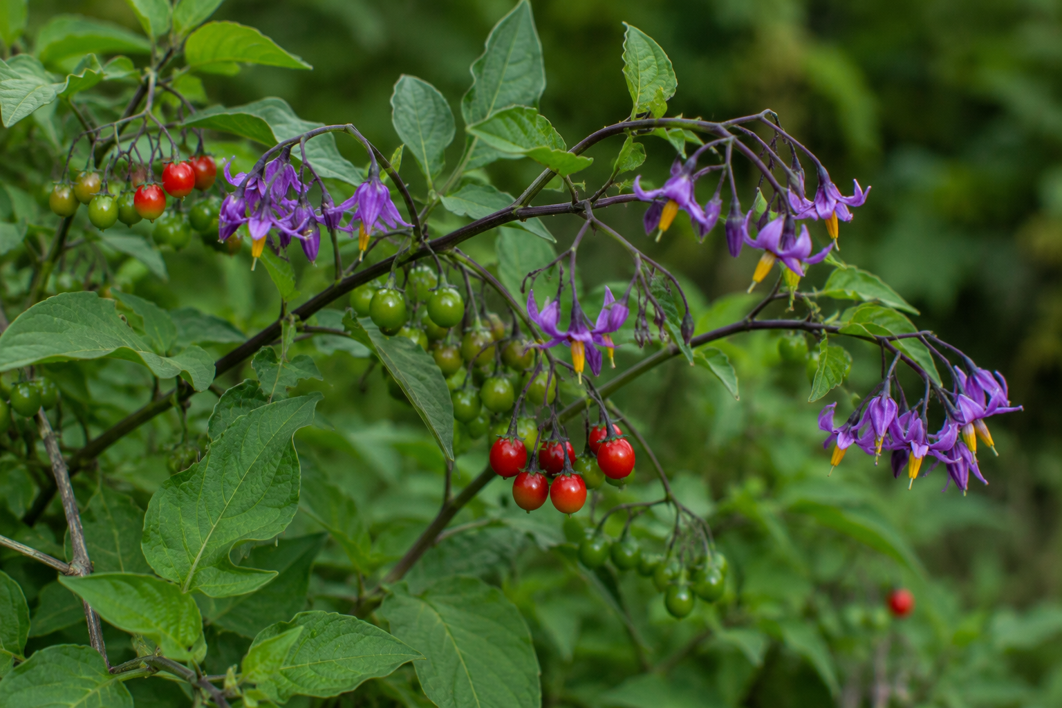 Bittersweet Nightshade: The Vine That Took Its Name From a Taste