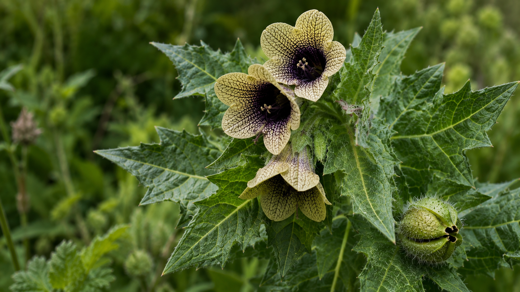 Henbane: The Witch's Herb That Fed Oracles, Murderers, and Pigs