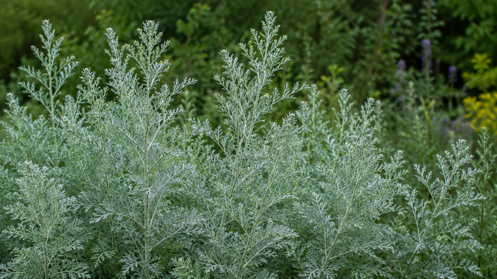 Wormwood: The Bitter Herb Behind the Green Fairy