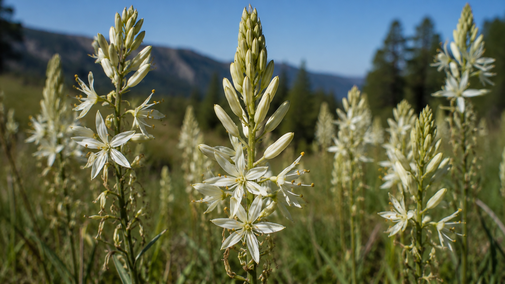 Death Camas: The Poison That Hides in Plain Sight