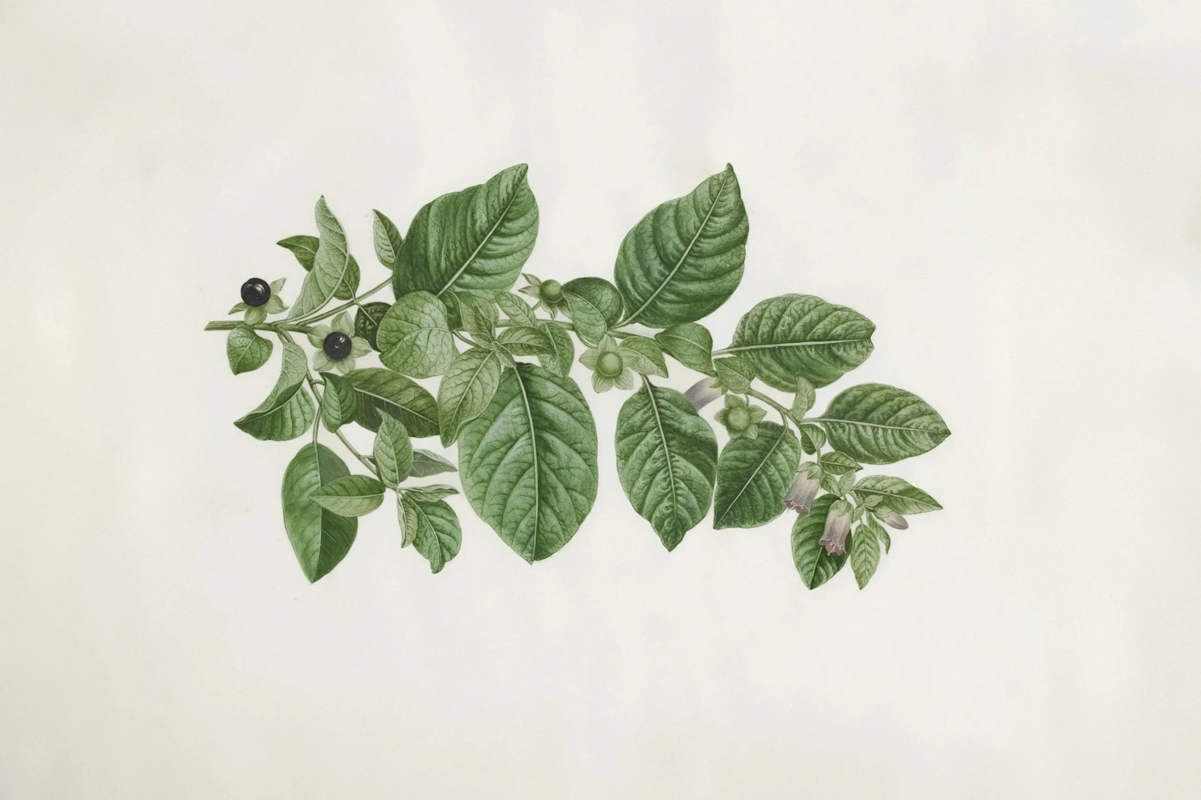 Belladonna (Deadly Nightshade): The Enchantress’s Poison