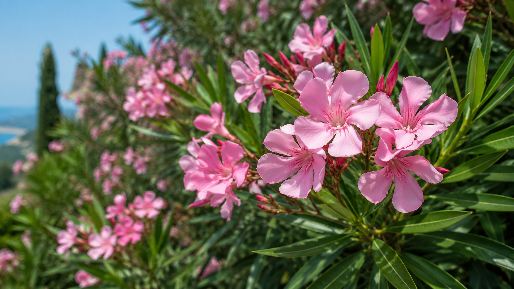 Oleander: The Beautiful Poison