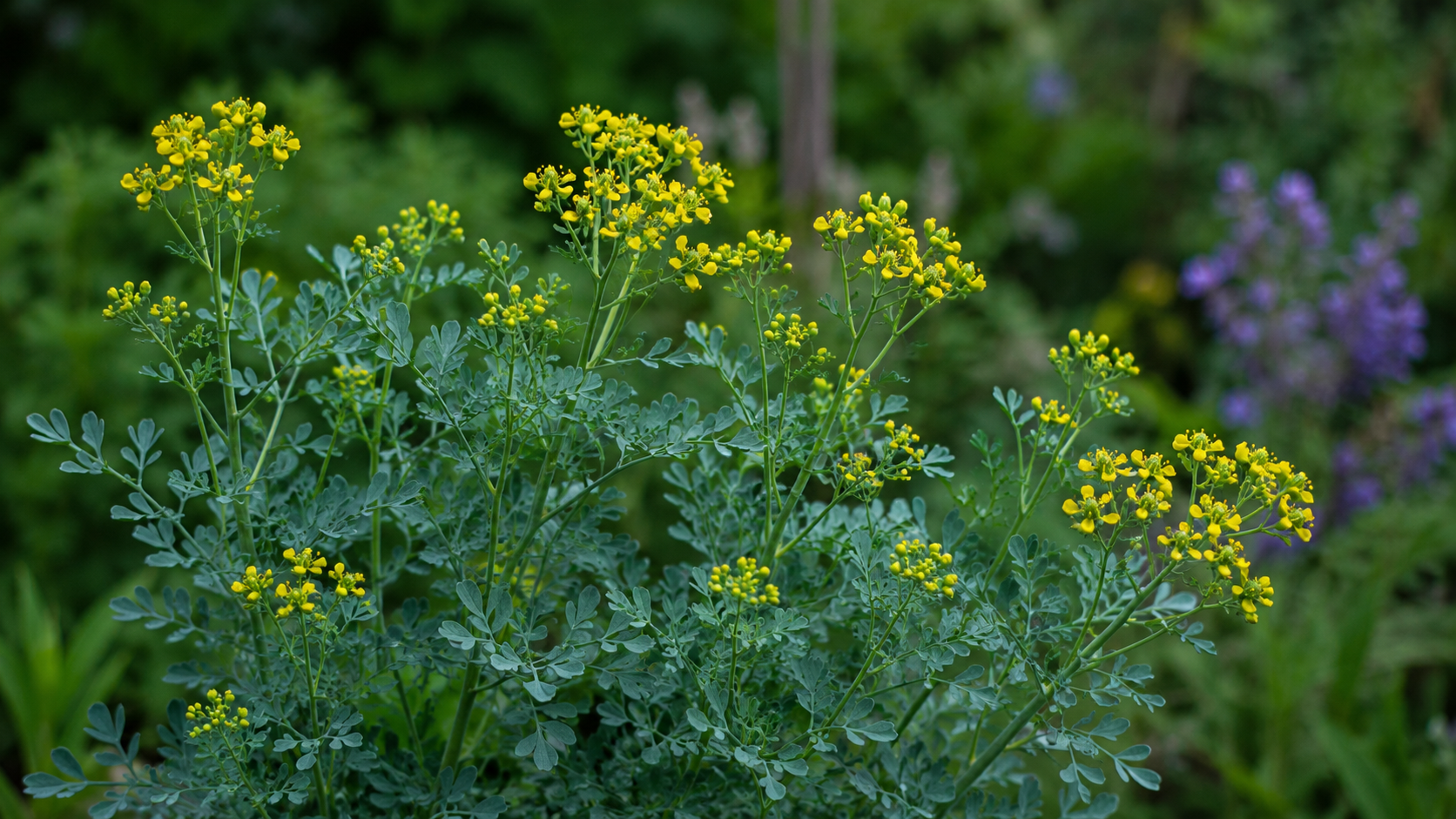 Rue: The Herb That Blessed Holy Water and Warded Off Witches