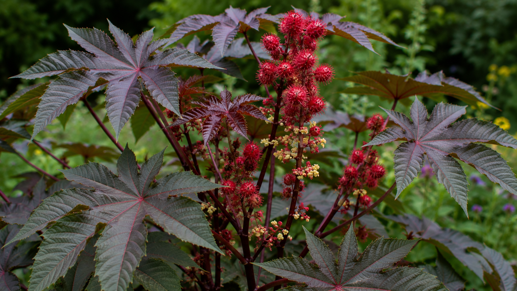 Castor Bean: The Hand of Christ That Hides the Deadliest Toxin in This Archive