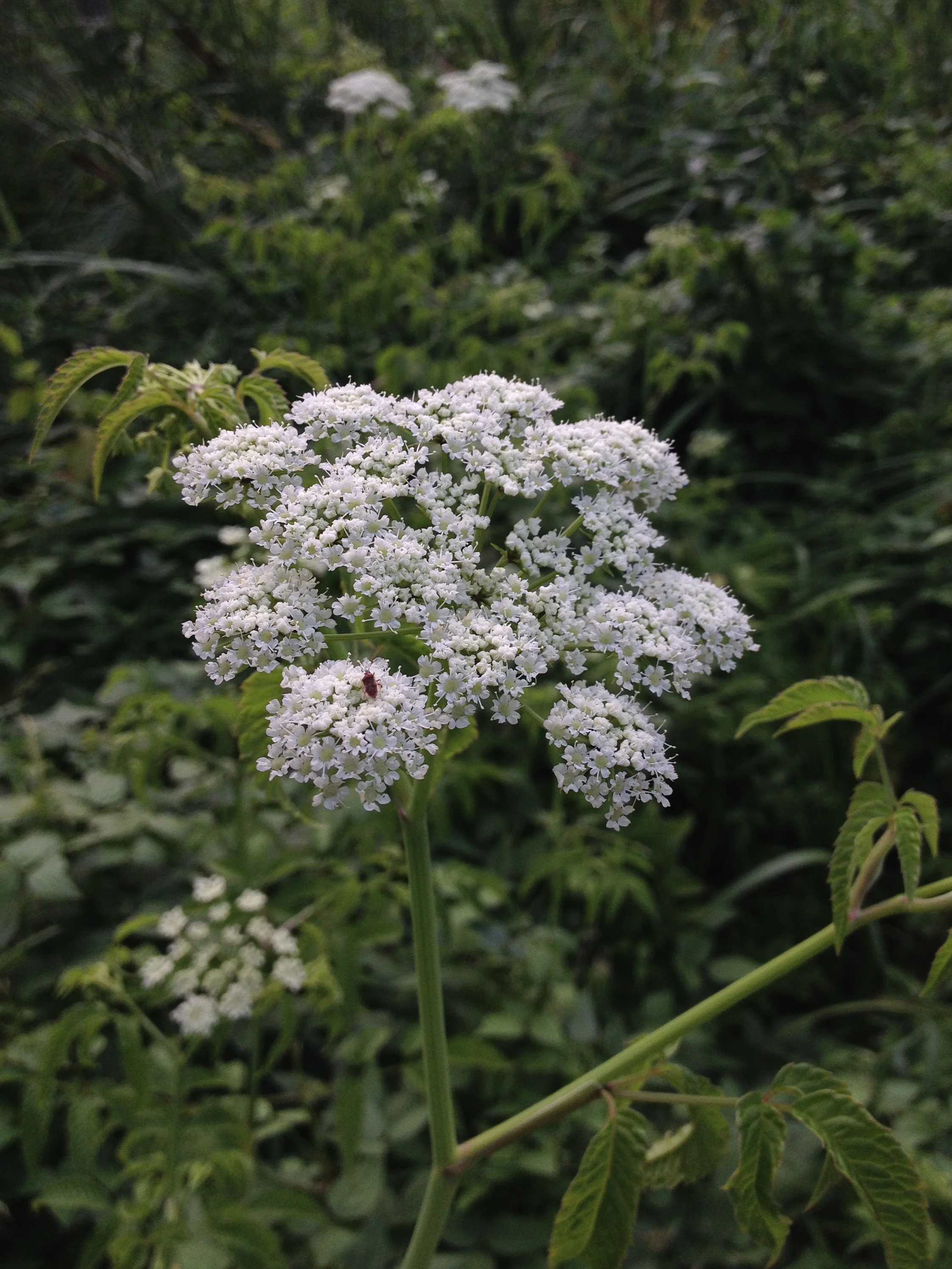 Cicuta Magic: Protection, Banishment, and the Poisoned Threshold
