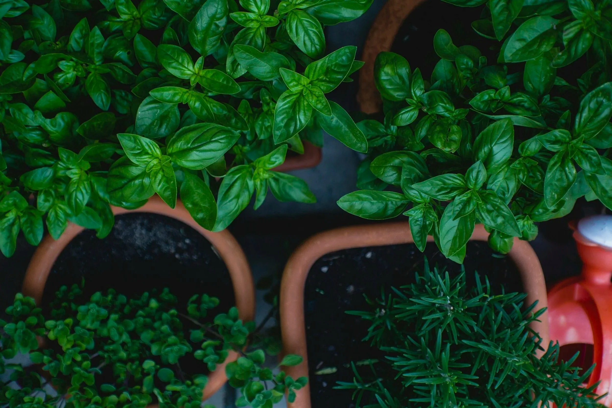 Herbs Archive
