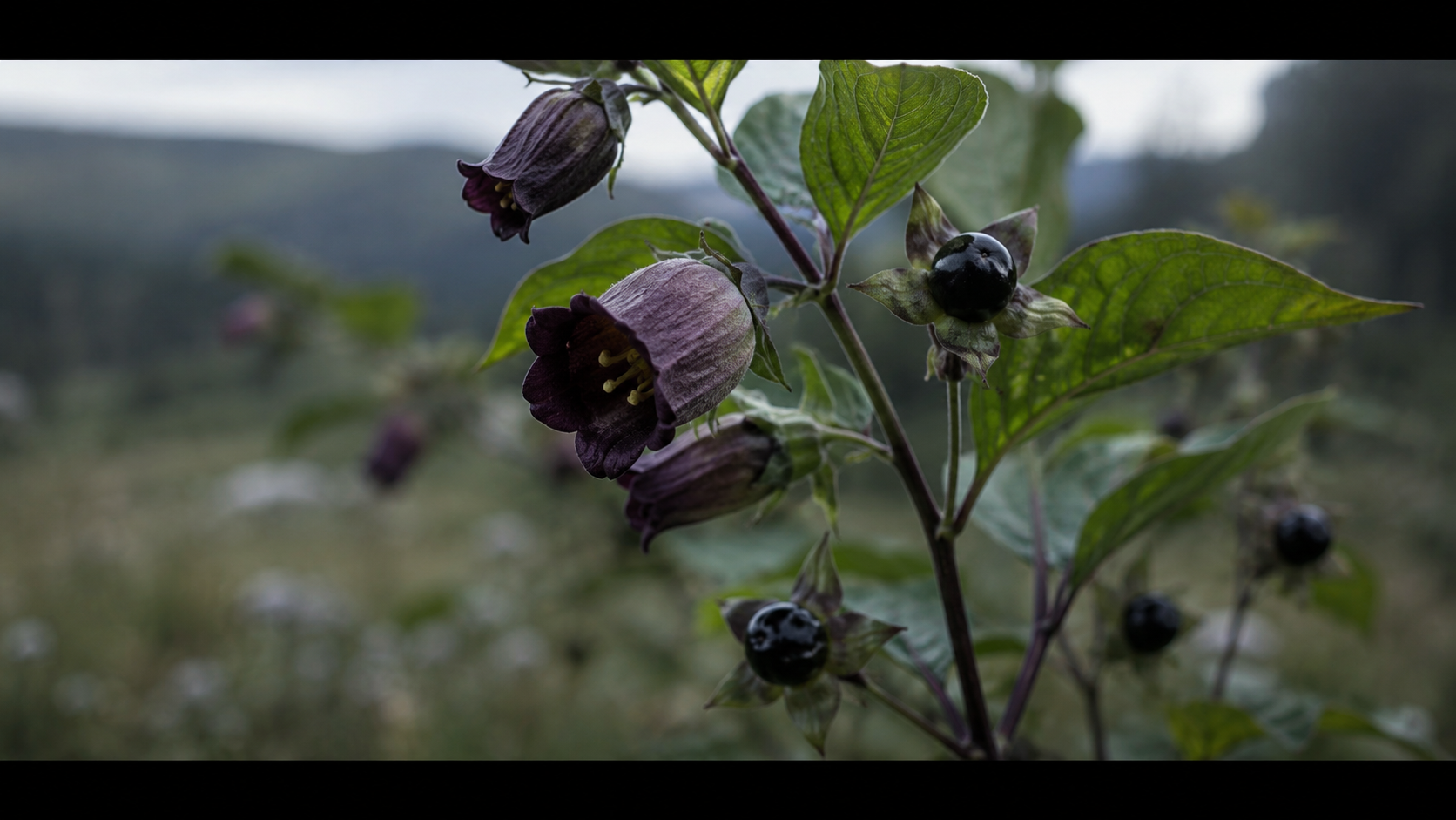 Belladonna: The Beautiful Death
