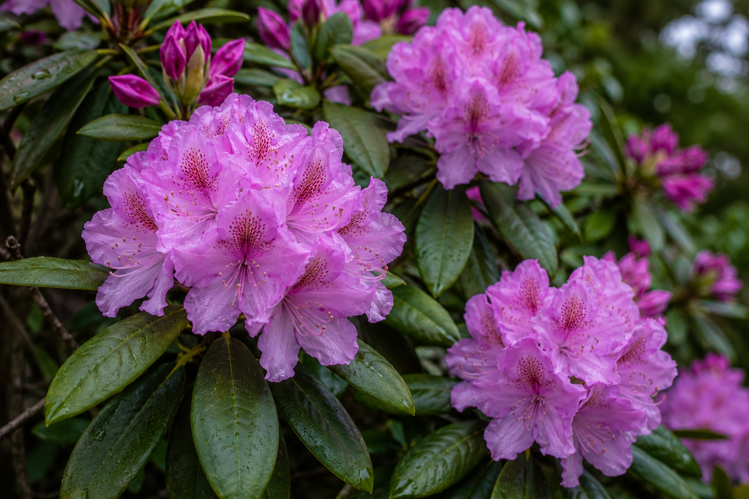 Rhododendron: The Flower That Won a War With Honey