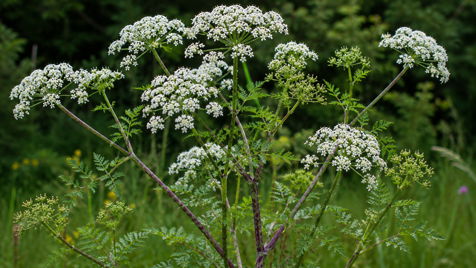 Poison Hemlock: The Cup That Killed Socrates