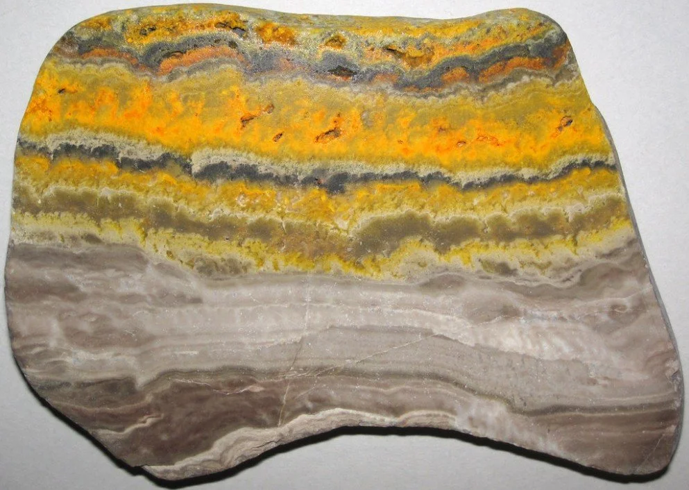 BUMBLEBEE JASPER