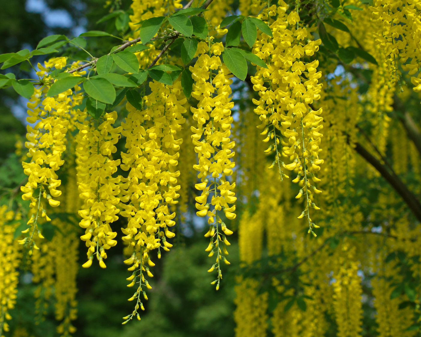 Laburnum: The Golden Chain Tree That Terrified a Generation of British Parents