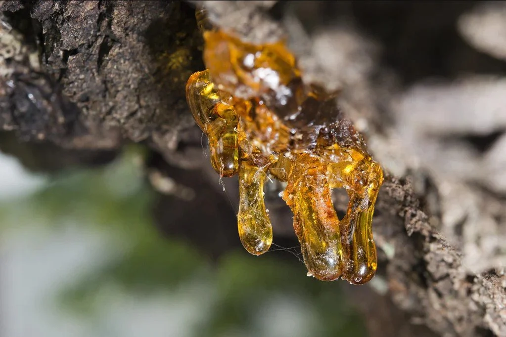 Copahu: The Golden Resin of Prosperity and Purification