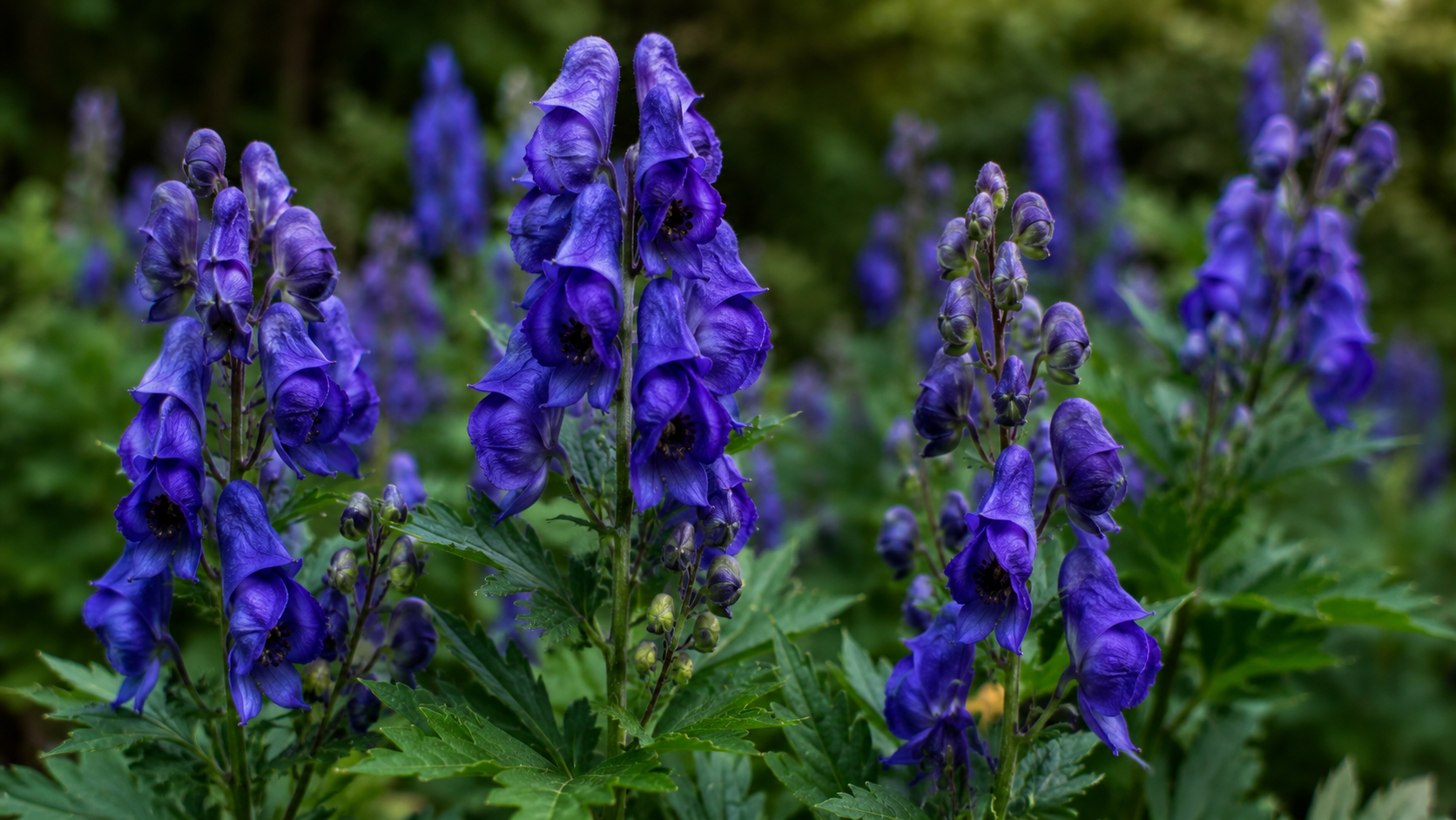 Monkshood: The Plant That Was Born From a Hellhound's Saliva