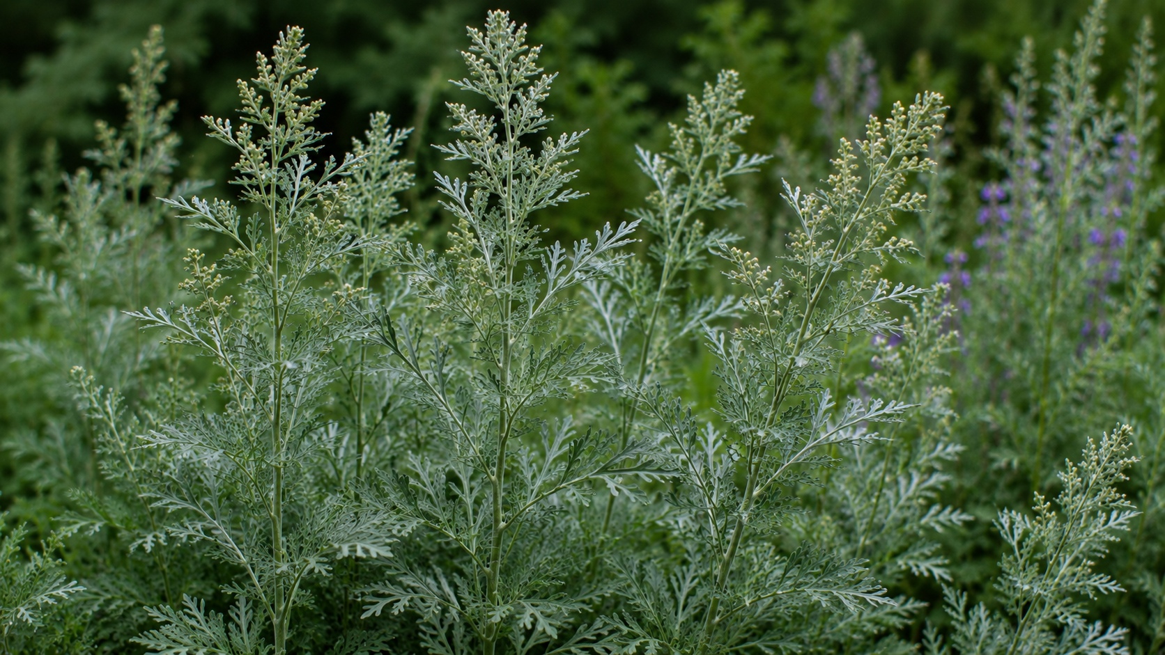 Mugwort — tall purplish stems with dark green, deeply lobed leaves of Artemisia vulgaris.