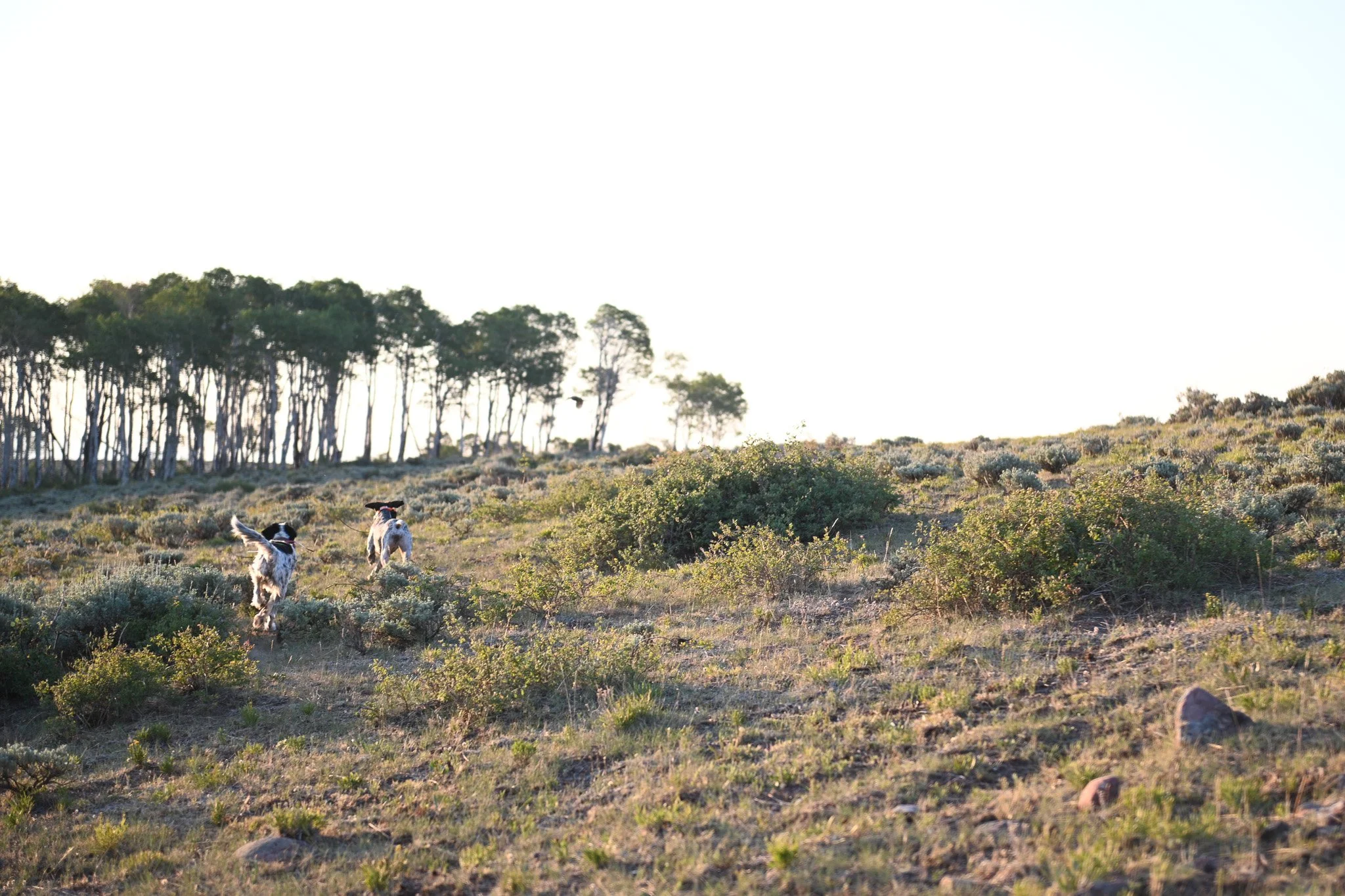 DLP_0020.JPG