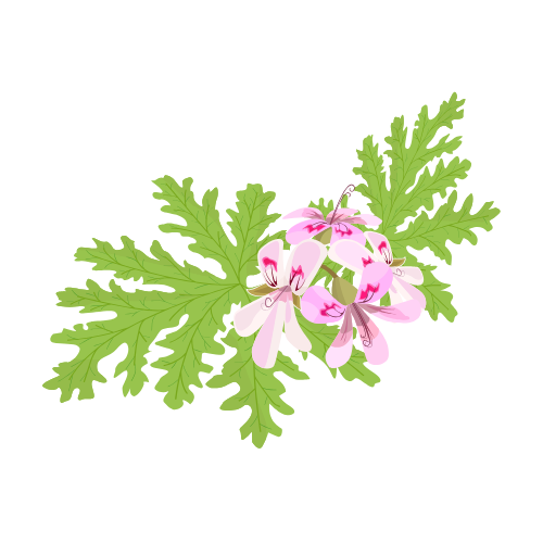 Scented Pelargoniums