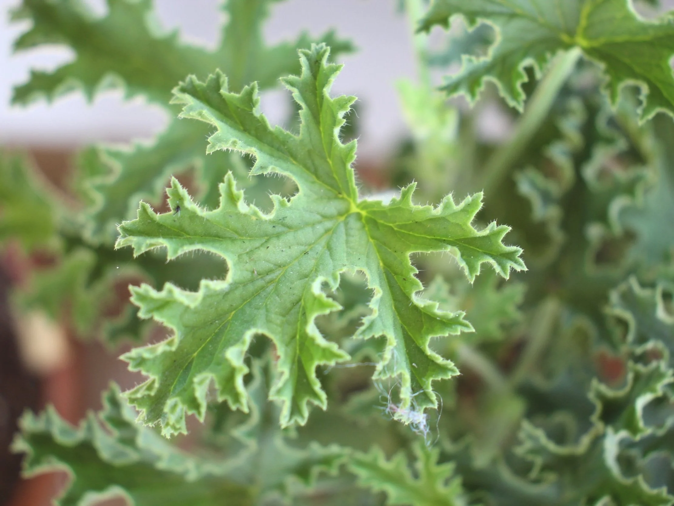 Discover Scented Pelargonium Plants