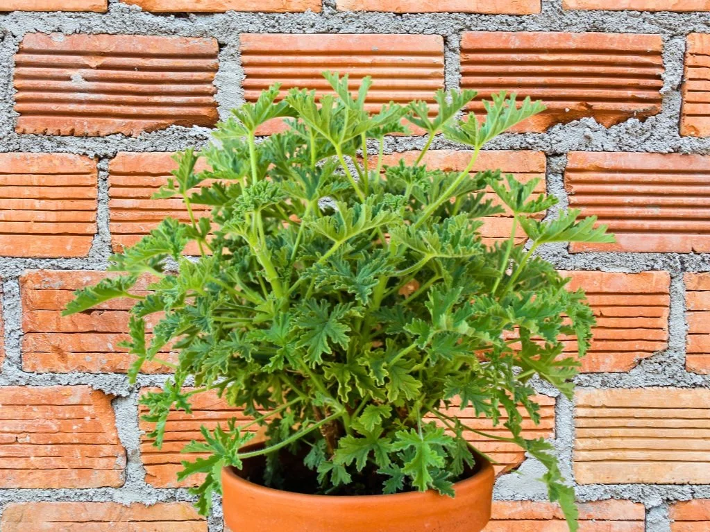 The History of Pelargoniums