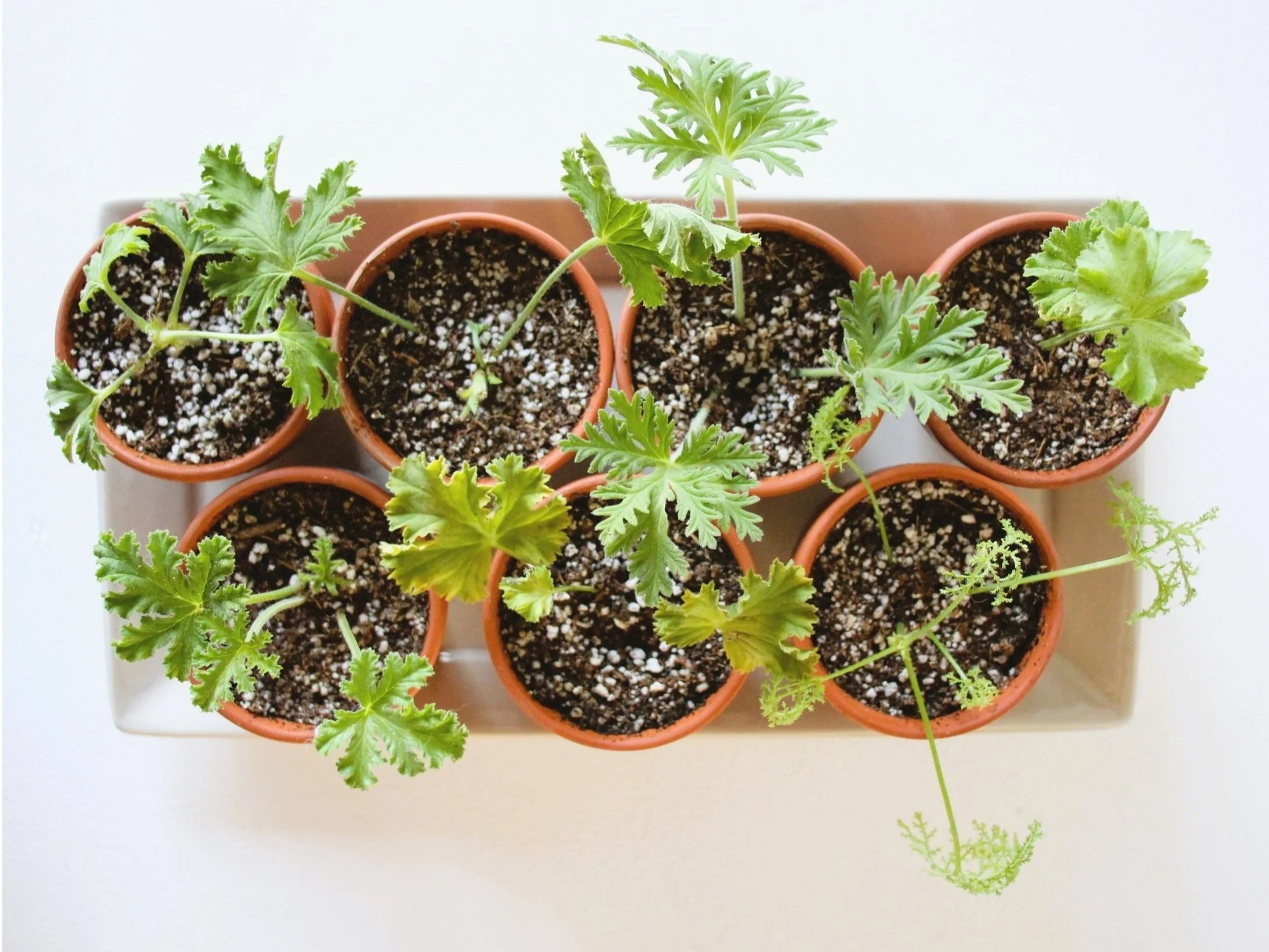 Propagate Pelargonium Stem Cuttings