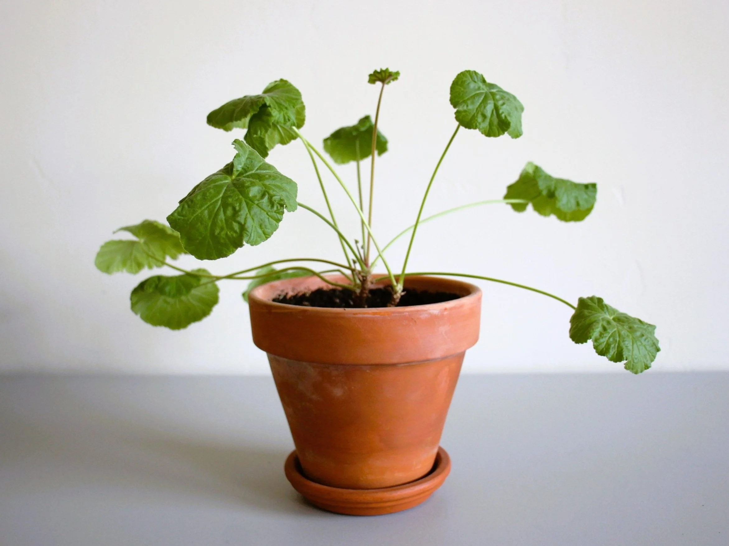 The Big Apple Pelargonium