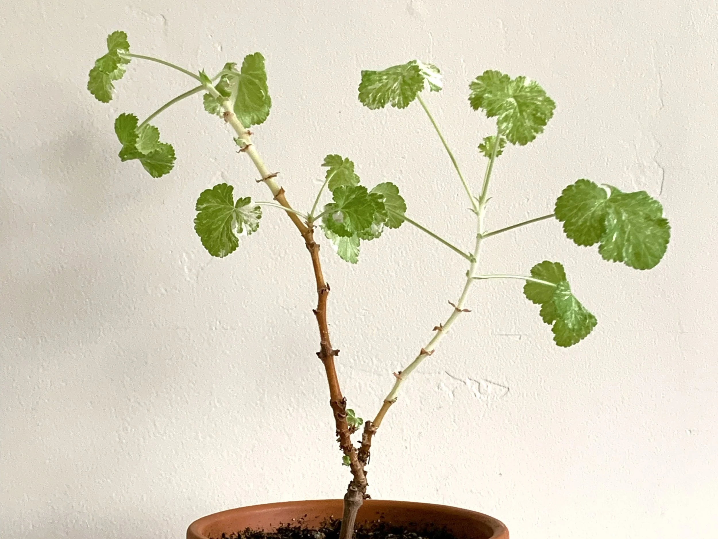 Charmay Snow Flurry Pelargonium