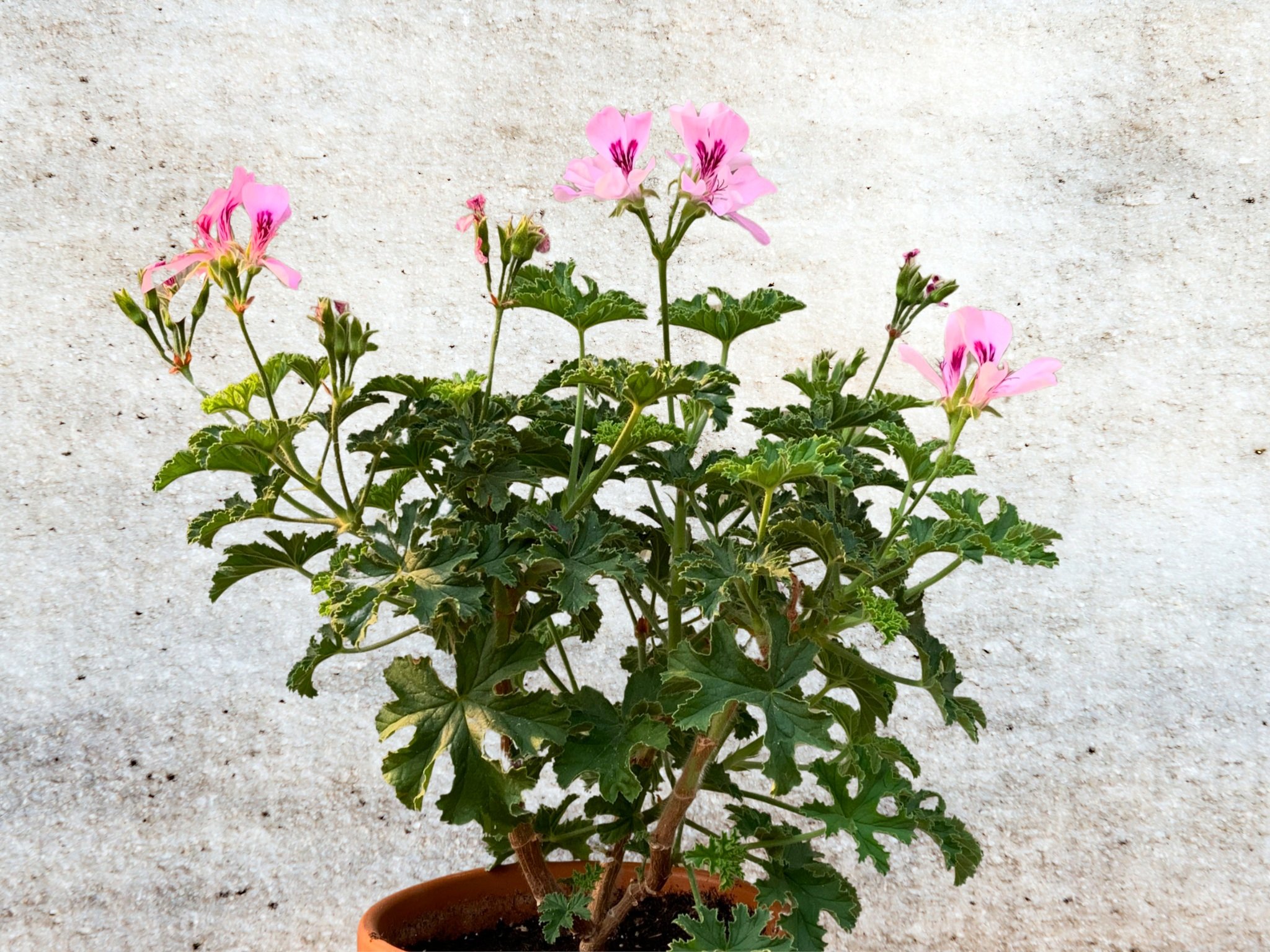 P Copthorne has large, broadly lobed mid-green leaves and pinkish flowers with wine blotched veins on upper petals; blooms over a long period.