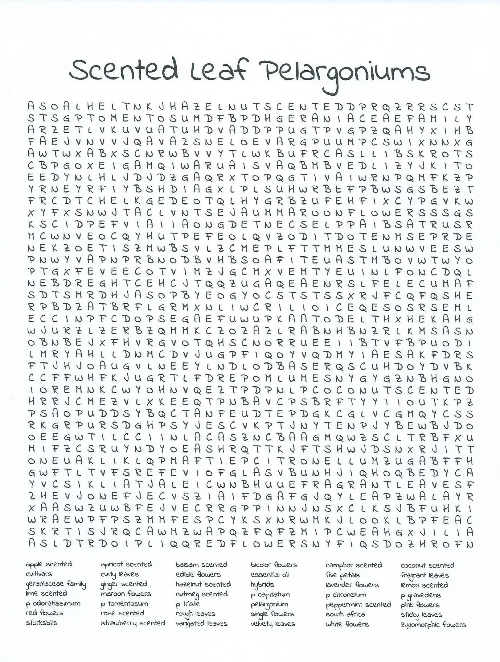 A word search puzzle titled 'scented leaf Pelargoniums.' The puzzle contains a grid of letters with scent-related words hidden within, and a list of scented leaf varieties and other related terms at the bottom, including apple scented cultivars, geraniaceae family, lime scented, p odoratissimum, red flowers, strawberries, apricot scented, curly leaves, ginger scented, maroon flowers, rosemary scented, rose scented, strawberry scented, basil scented, edible flowers, hazelnut scented, nutmeg scented, triste, rough leaves, variegated leaves, balsam scented, edible flowers, hazelnut scented, nutmeg scented, triste, rough leaves, variegated leaves, bicolor flowers, essential oil, hybrids, p capitatum, pelargonium, single flowers, velvety leaves, camphor scented, five petals, lavender flowers, p citreolium, peppermint scented, south africa, white flowers, coconut scented, fragrant leaves, lemon scented, p gravelons, pink flowers, sticky leaves, zymorphic flowers.