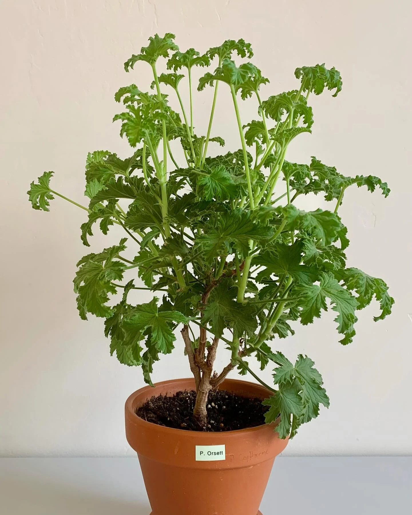 P Orsett Scented Pelargonium 

#geraniaceae #geraniums #scentedgeranium #scentedpelargoniums #scentedleafpelargonium #gardenplants #floweringplants