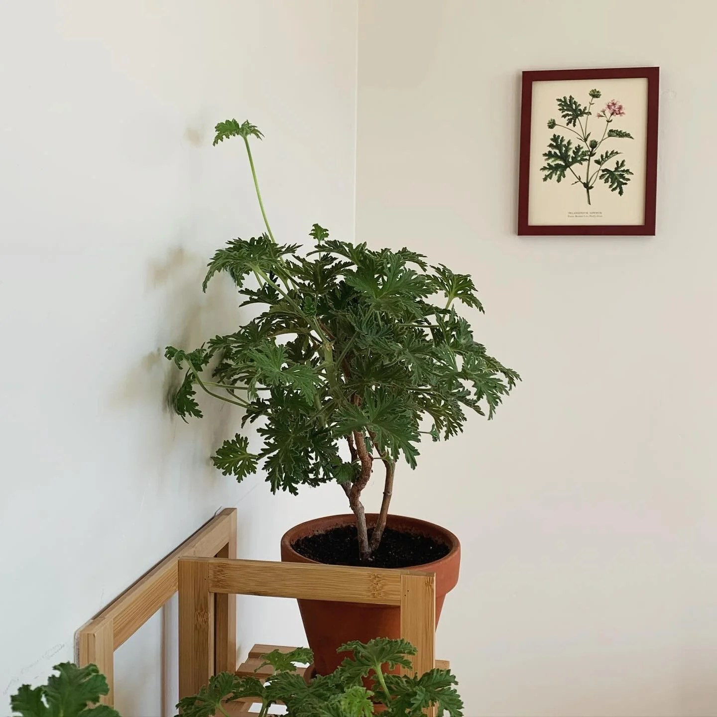 Pelly room before winter began. 

#pelargonium #pelargoniums #speciespelargonium #scentedpelargoniums #scentedgeranium #scentedleaves #pottedplants #pottedgarden #pottedplant #floweringplants #plantsmakepeoplehappy #plantstyling #plantspiration