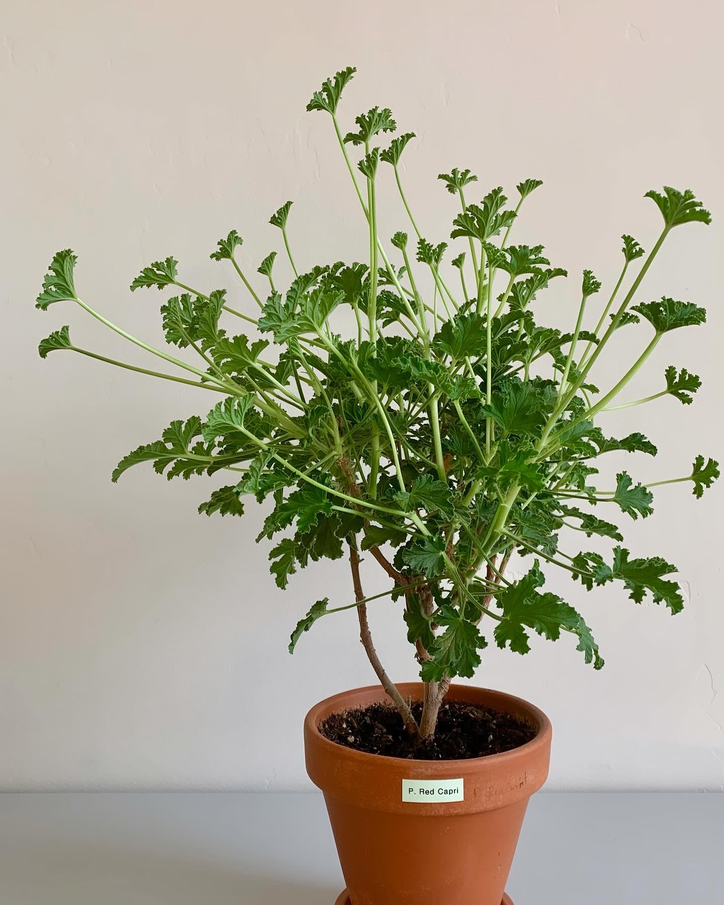 Red Capri S Pelargonium 

#scentedpelargonium #scentedgeranium #pelargonium #pottedplants #containergardening #containerplants #summerplants #tropicalplants #gardenlife #indoorplants