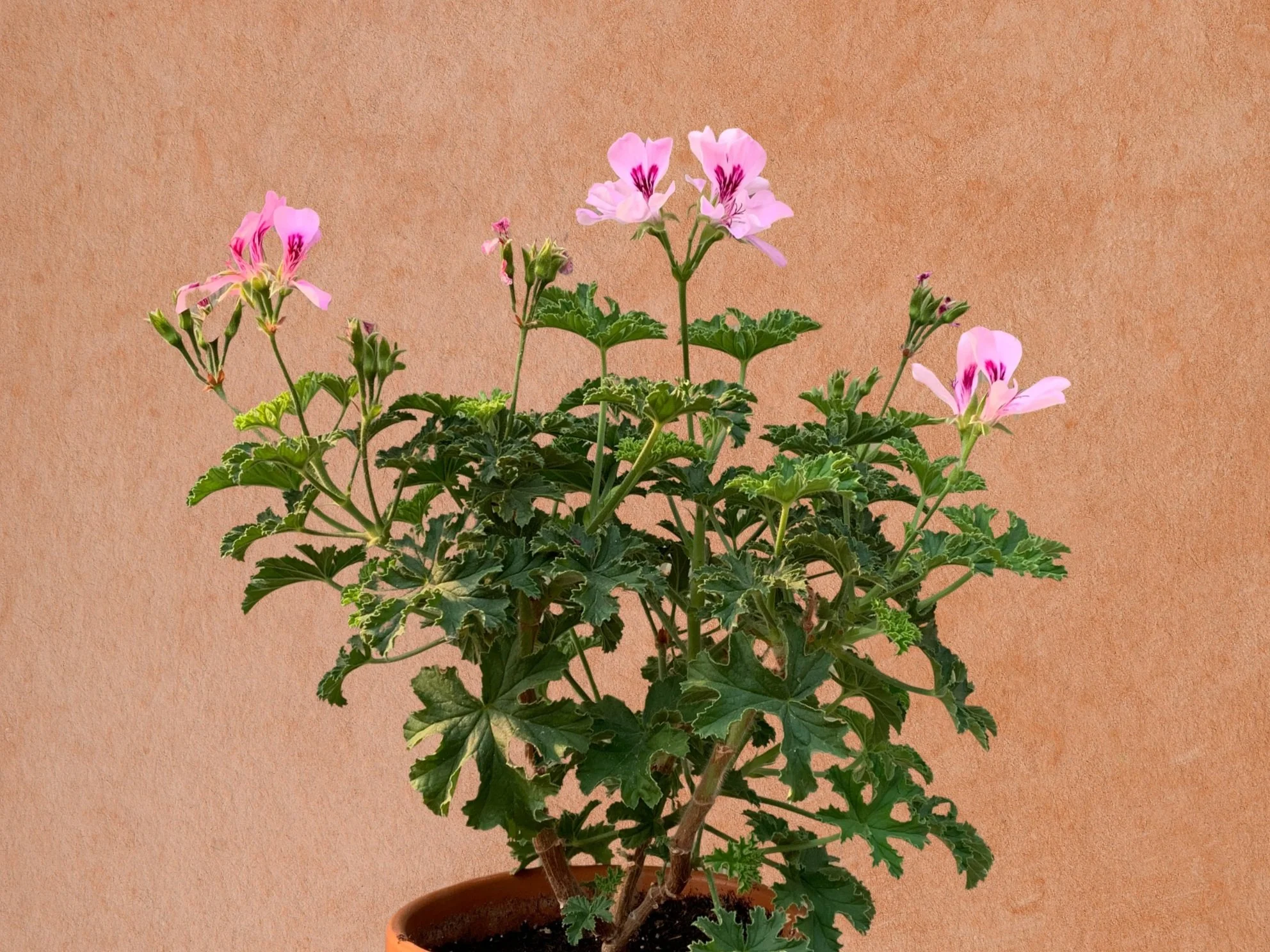 Grow Potted Scented Pelargoniums